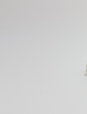 Brooch - Amsterdam